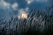 vista macro sulle sagome scure di varie piante erbacee di campo, mosse leggermente dal vento, con sullo sfondo sfuocato le nuvole scure di un temporale che copre il cielo al tramonto