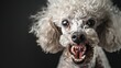 White Poodle with mouth open, dark background. Co ncept for horror violent dog. Pet Dog become evil. Poodle rage with horrorific teeth growling. Aggressive dog innocence.