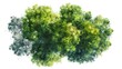 Watercolor Tree Top View for Landscape Planning and Architecture Design Generative AI