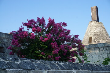 Wall Mural - old stone windmill and blooming pink crepe myrtle tree in the loire valley, france