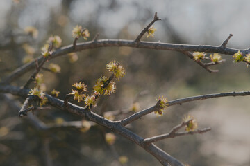Sticker - Deciduous tree branches blooming during spring season in Texas.