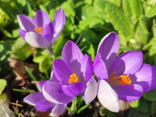 Bright purple Crocus flowers closeup