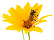Honeybee and yellow flower