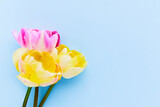 Fototapeta Tulipany - Three tulips on a solid blue backdrop. Copy space, greeting card