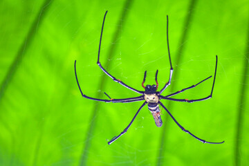 Wall Mural - nephila pilipes (or banana spiders.), a close-up of a giant golden weaver spider hanging on a web ag
