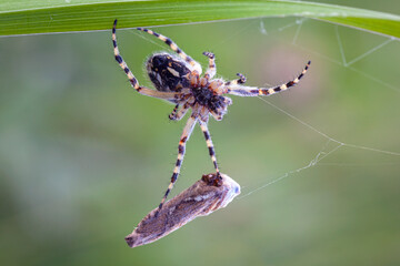 Wall Mural - a garden spider captures prey in a web. macro..
