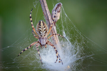 Wall Mural - a garden spider captures prey in a web. macro..