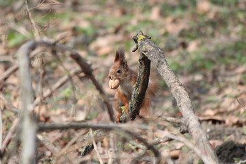 Wall Mural - friendly squirrel agreed to pose on a forest podium