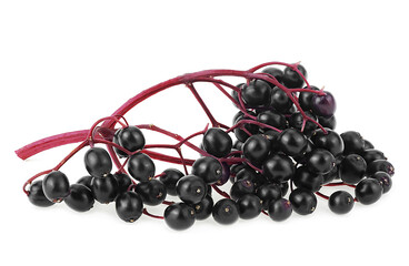 Wall Mural - Branch of fresh black elderberry fruit isolated on a white background. Healing berries of Sambucus.