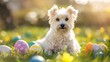 Small Fluffy Dog Among Colorful Easter Eggs in Sunny Field
