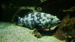 Epinephelus lurks in a cave. A large predatory fish waiting for prey. Aquarium.
