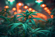 Cannabis flowers in a big grow room full of lights, blooming cannabis flowers with led lights, indoor marijuana plantation, farm growing