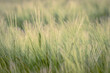 Wheat seedlings growing in a field on the sunset. Agriculture. Farming.