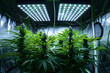 Cannabis flowers in a big grow room full of lights, blooming cannabis flowers with led lights, indoor marijuana plantation, farm growing