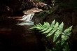 Green fern leaf with Flowing water in Waterfall in the mountains
