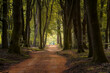 Natural sandy path in attractively lit dark forest