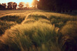 Fields of barley ripening at beautiful Sunset in the Dutch countryside