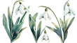 spring snowdrop flowers painting isolated against transparent background