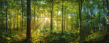 Fototapeta Sypialnia - A Tranquil Morning as Golden Sun Rays Illuminate the Verdant Depths of a Forest Sanctuary