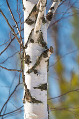 Wall Mural - winter forest after a snowfall, sunny day, trees in the snow