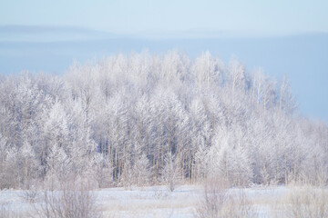 winter forest after a snowfall, sunny day, trees in the snow