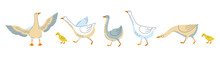 Set Of Cute Geese Or Ducks In Different Poses And Colors.