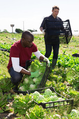 Wall Mural - Ripe lettuce harvesting process on the plantation