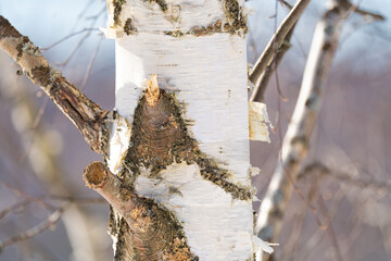 Wall Mural - spring forest, birch grove without leaves in april against a blue sky