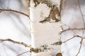 Wall Mural - spring forest, birch grove without leaves in april against a blue sky