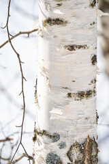 Wall Mural - spring forest, birch grove without leaves in april against a blue sky