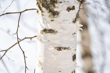Wall Mural - spring forest, birch grove without leaves in april against a blue sky