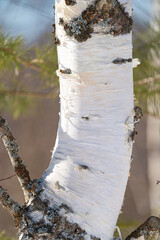Wall Mural - spring forest, birch grove without leaves in april against a blue sky