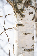 Wall Mural - spring forest, birch grove without leaves in april against a blue sky