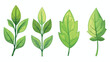 Leafs plant isolated icon vector illustration design