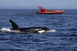 A Killer Whale (Orcinus orca) surfacing with a whale watching boat looking on in the Strait of Georgia in British Columbia, Canada..