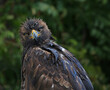 A Golden Eagle (Aquila chrysaetos) looking at the camera..