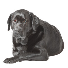 Wall Mural - Labrador retriever lying isolated on white. Adult purebred dog studio photo.