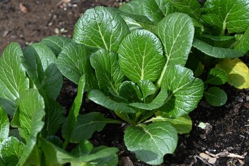 Wall Mural - Japanese mustard spinach ( Komatsuna ) cultivation.
A green and yellow vegetable belonging to the Brassicaceae family, it is rich in vitamins, iron and calcium.