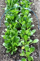 Wall Mural - Japanese mustard spinach ( Komatsuna ) cultivation.
A green and yellow vegetable belonging to the Brassicaceae family, it is rich in vitamins, iron and calcium.