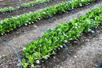 Sticker - Japanese mustard spinach ( Komatsuna ) cultivation.
A green and yellow vegetable belonging to the Brassicaceae family, it is rich in vitamins, iron and calcium.