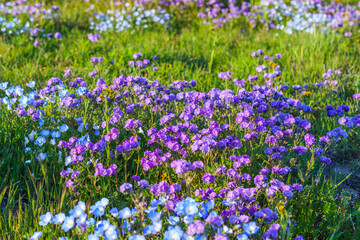 Wall Mural - Wildflower meadow, super bloom season in sunny California. Colorful flowering meadow with blue, purple, and yellow flowers close-up