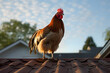 Rooster on a Roof, chicken on roof, rooster chicken sitting on a roof in the morning