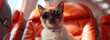 a sophisticate siamese cat wearing sunglasses, sitting in an airplane seat