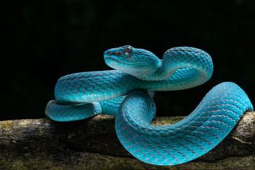 Wall Mural - Male blue pit viper snake, trimeresurus insularis, posing on defensive posture, with dark background