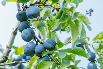 Ripe plums hanging from tree branch ready to be harvested growing in garden during sunny day