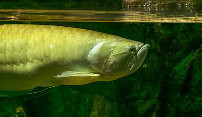 Arapaima fish in an aquarium at a zoo in Tennessee.