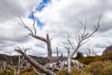 Canvas Print - Walls of Jerusalem National Park, Central Highlands, Tasmania, Australia