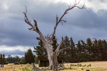 Poster - Decaying Bare Tree Trunks, Trees, Tasmania, Australia