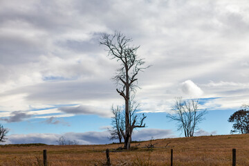 Poster - Decaying  Bare Tree Trunks, Tasmania, Australia