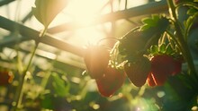 Crisp Ripe Strawberries Glistening In The Sunlight Coming In Through The Gl Roof Of A Greenhouse Ready To Be Harvested.